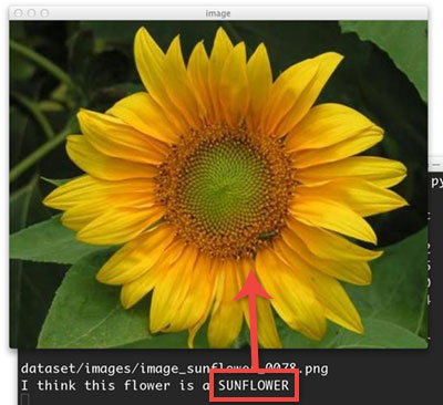 Image classification made easy with Python and OpenCV