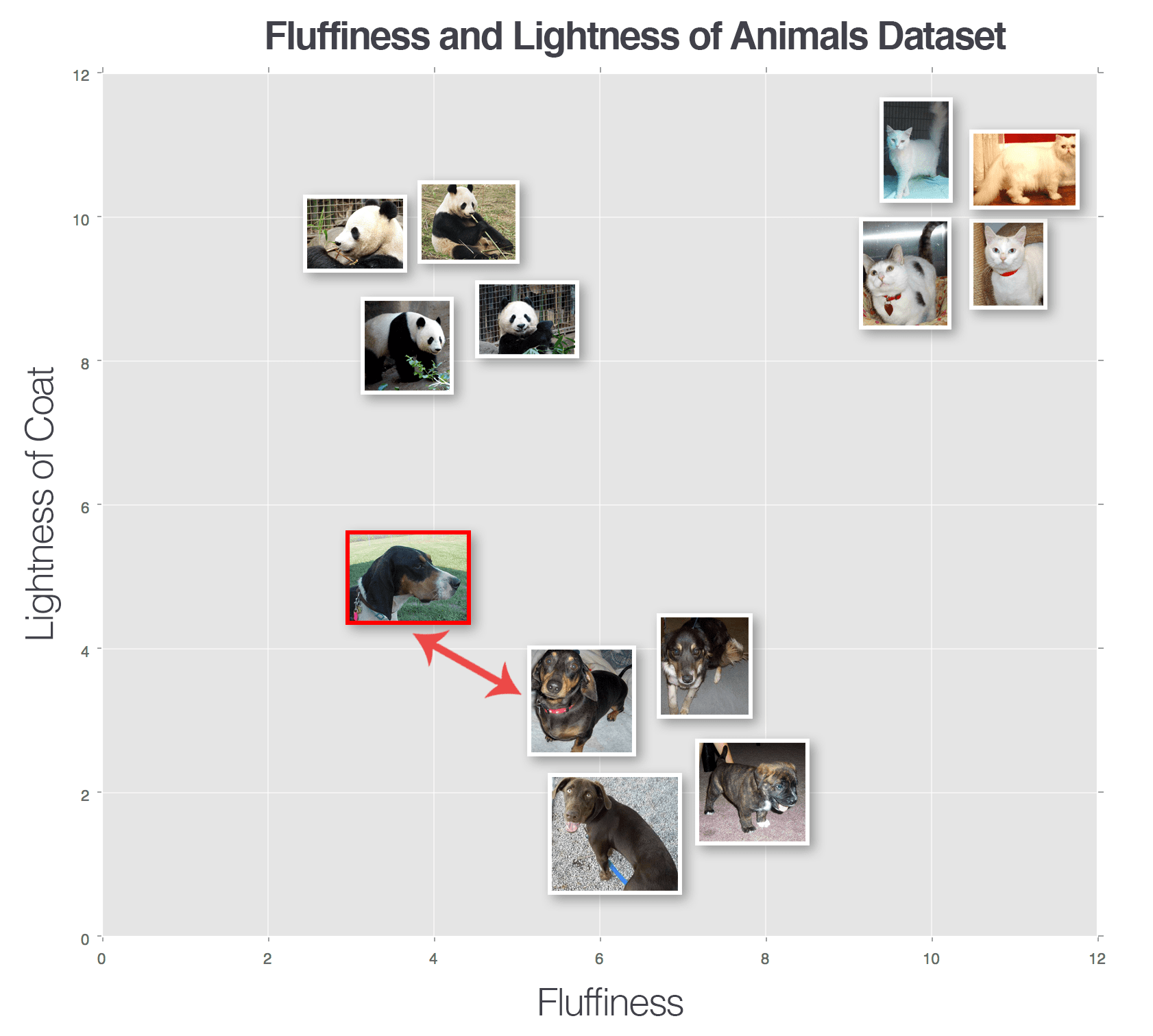 Cats and Dogs image classification